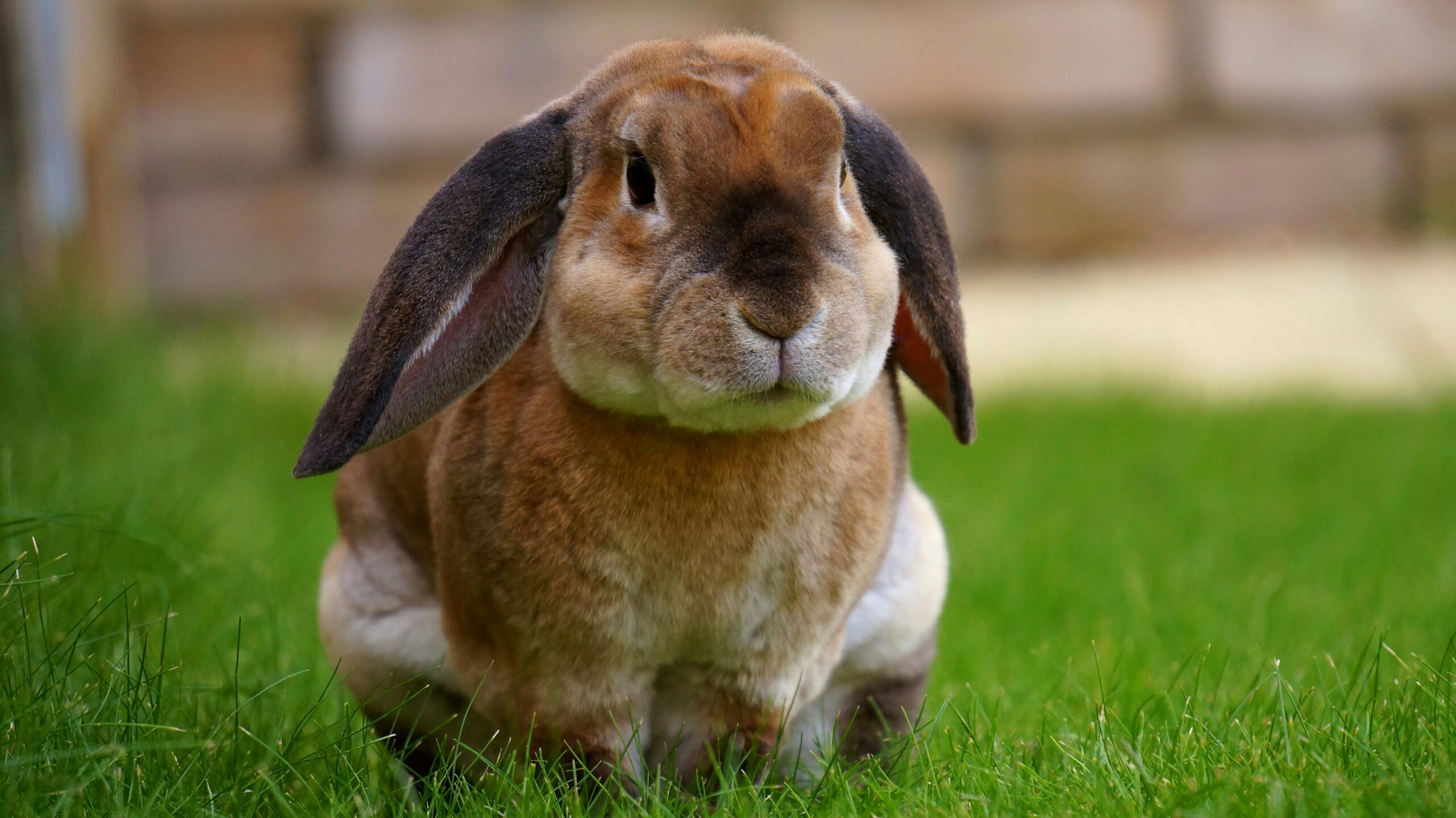 Bunnies