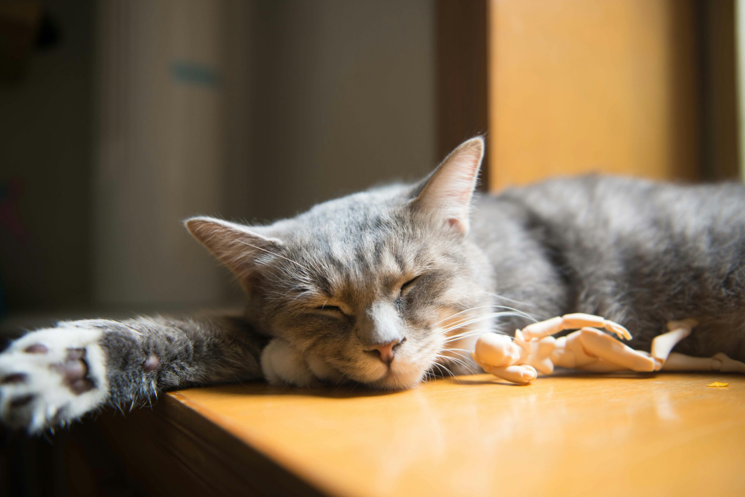 Cats