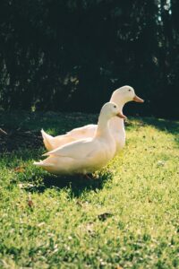 Two white ducks walking on sunlit green grass in an outdoor setting.