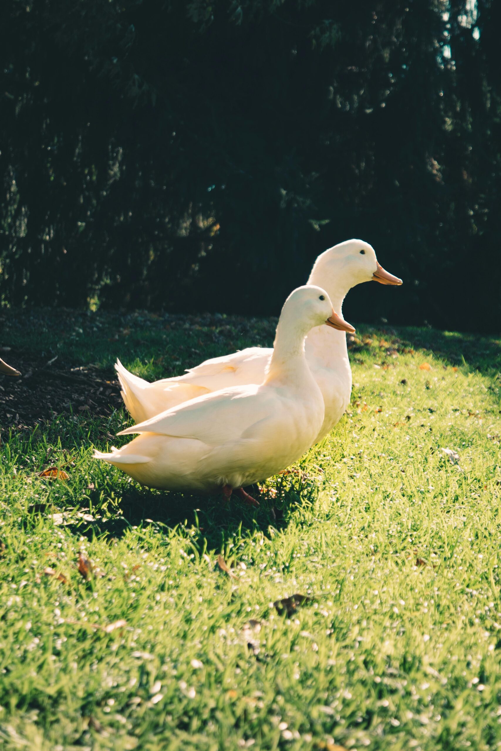 Ducks