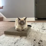 Indoor cat lying on concrete slap