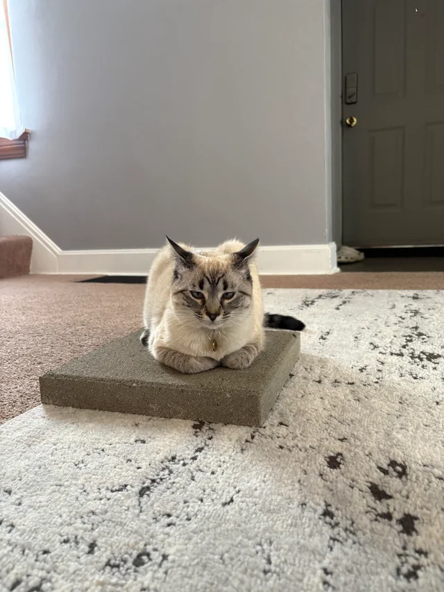 Why Cat Enrichment Matters: Why Your Cat Loves Concrete + 2025 Trends