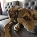 new dog owners guide first 30 days checklist