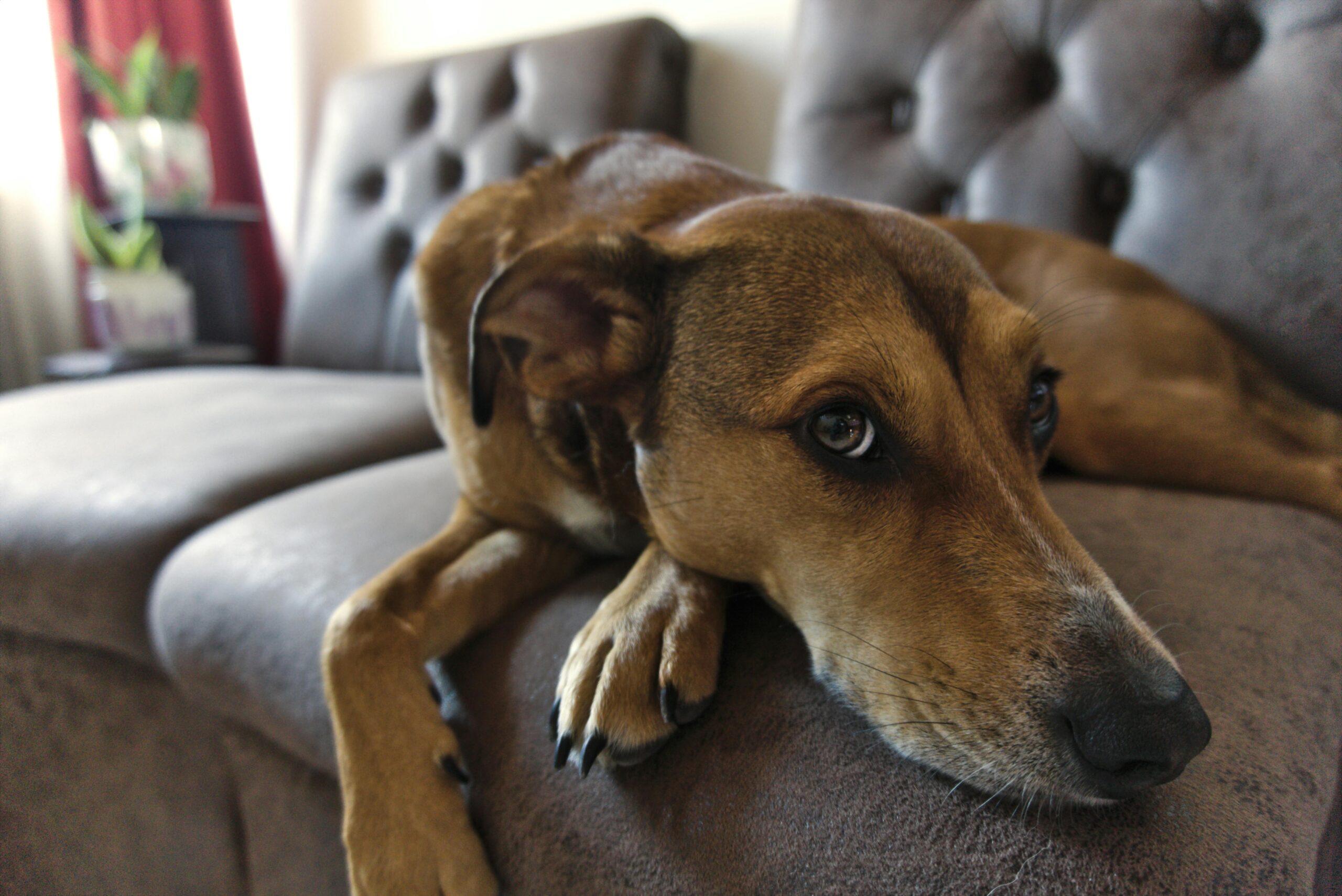 New Dog Owners Guide 2025: First 30 Days, Training, and Essentials