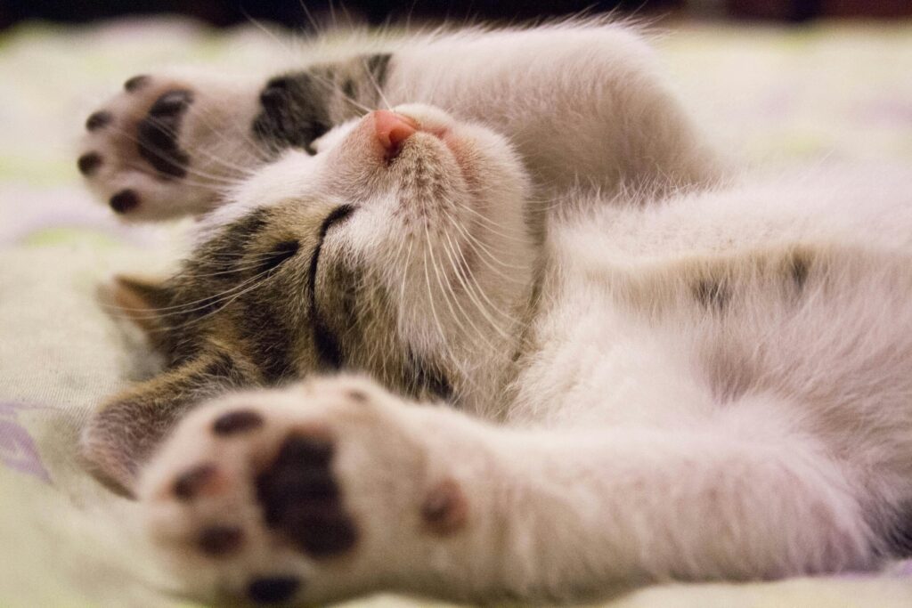 Cat is meowing at night A close-up shot of a cute kitten sleeping peacefully on a soft surface.