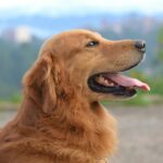 Adorable golden retriever enjoying a sunny day outdoors with its tongue out.