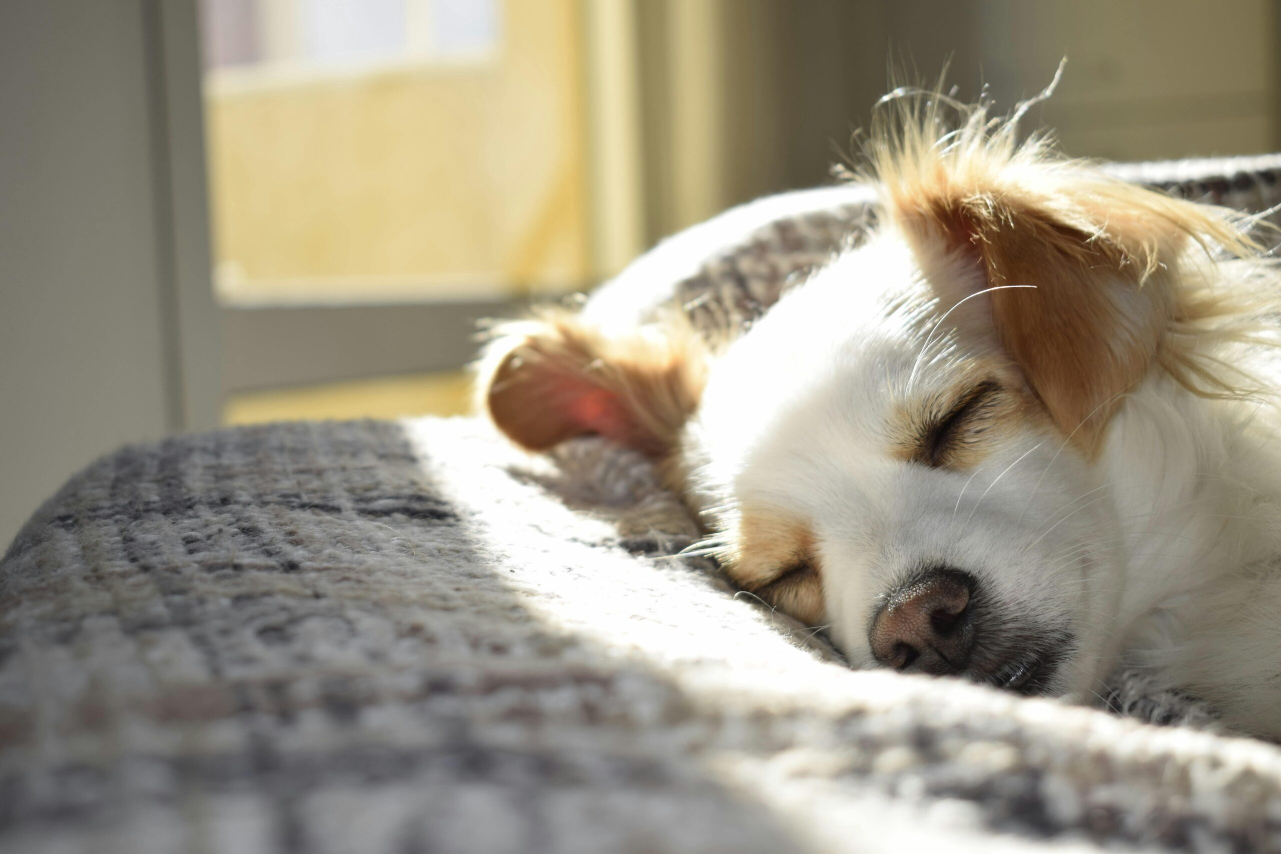 10 Common Dog Health Problems and How to Prevent Them