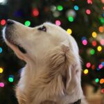 Adorable Golden Retriever with Christmas tree lights in the background, creating a festive atmosphere.