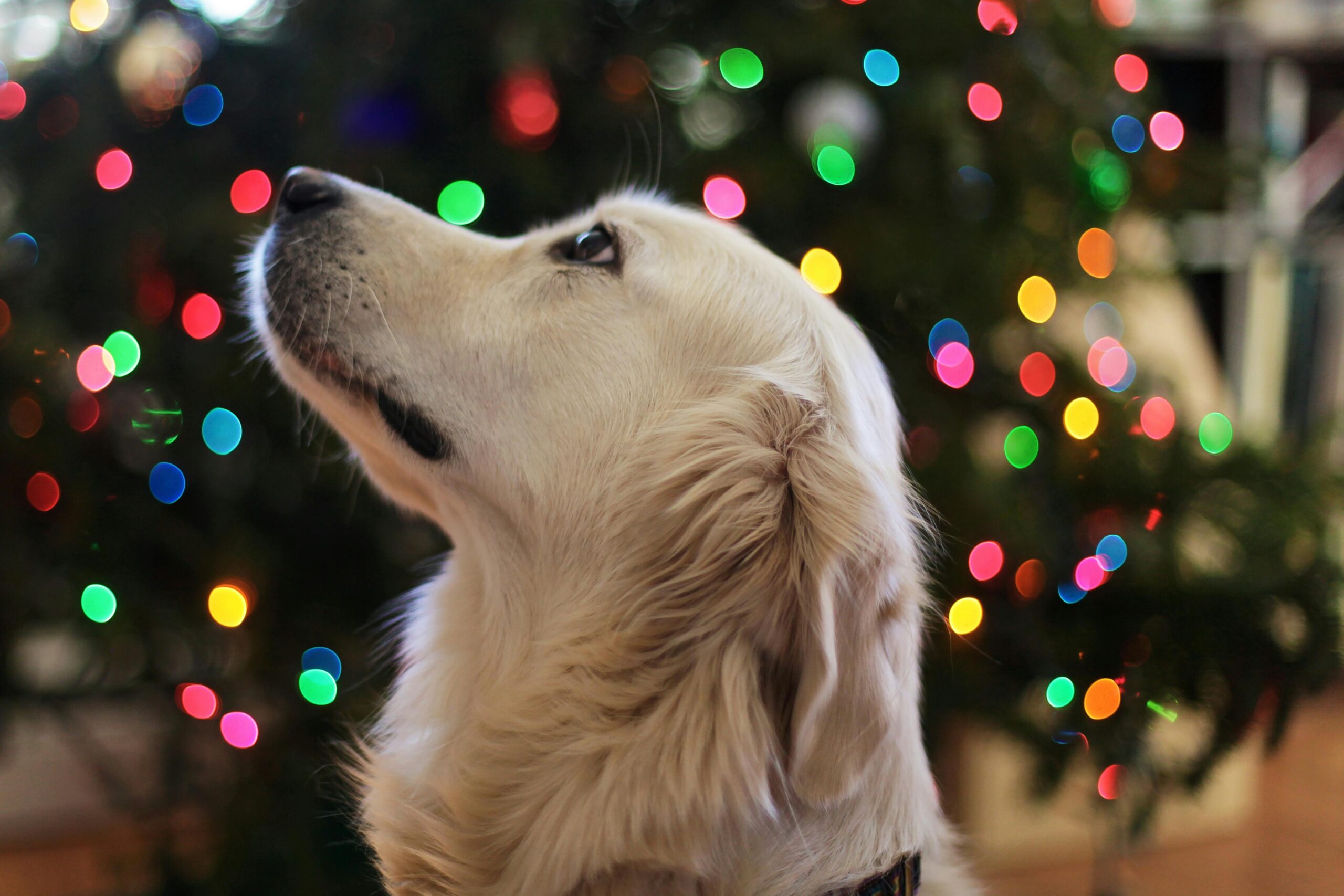 Why “Ozempup” and High-Tech Gadgets Could Be the Future of Dog Health
