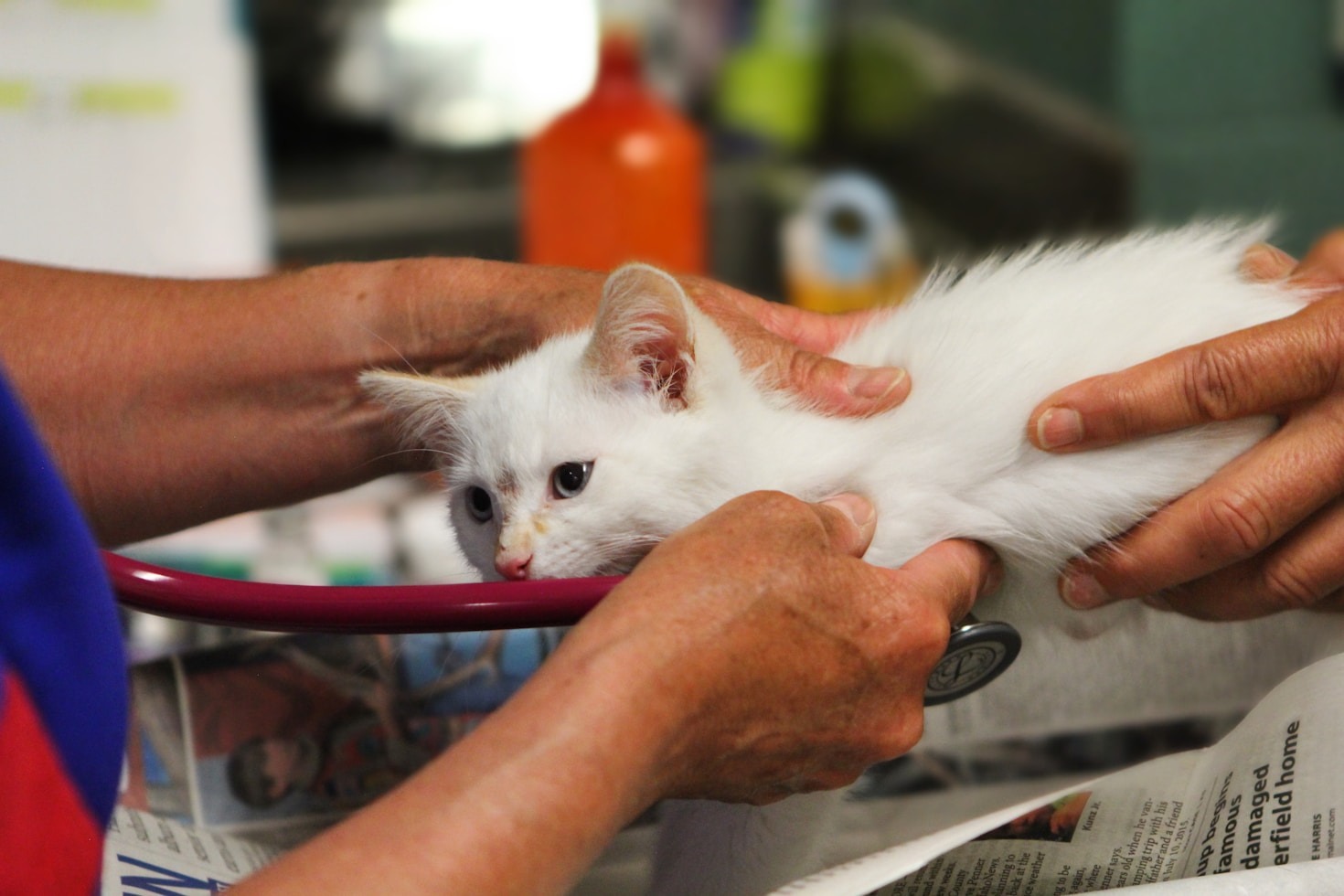The Best Care Practices for Rabbits