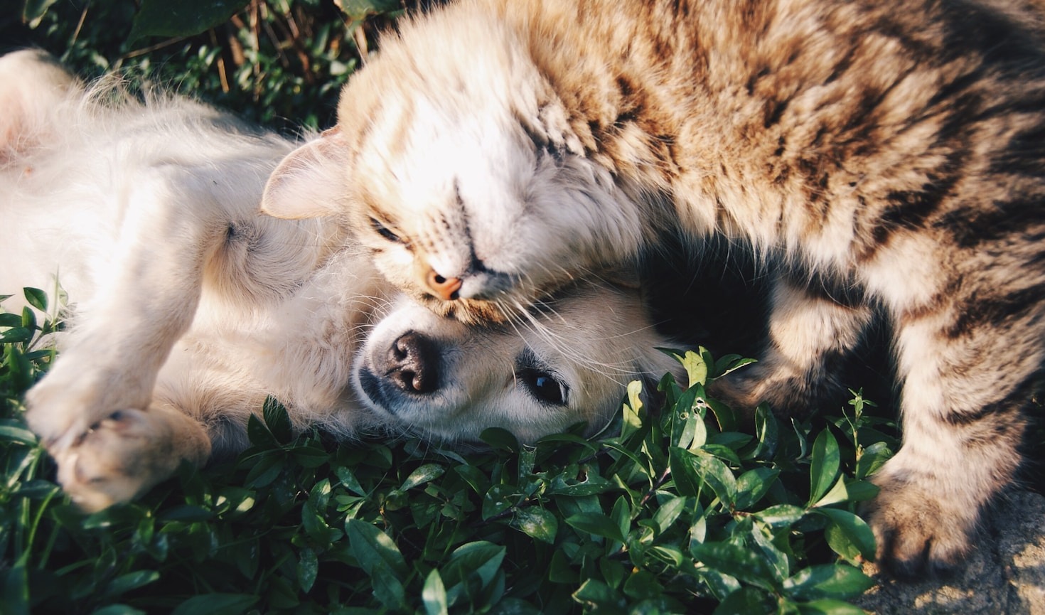 Understanding Your Cat’s Unique Needs