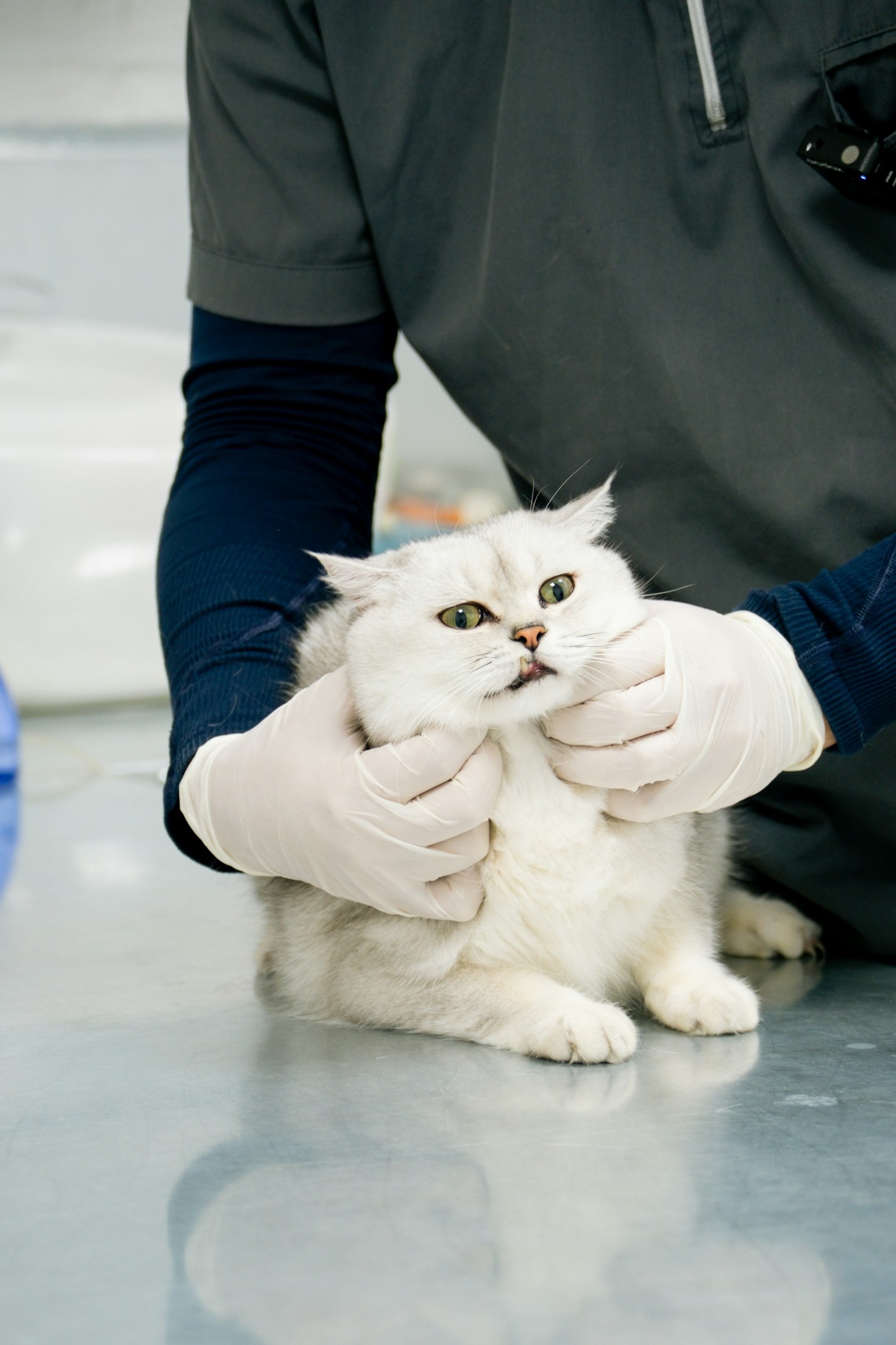Top 5 Bird Care Essentials Every Owner Should Know